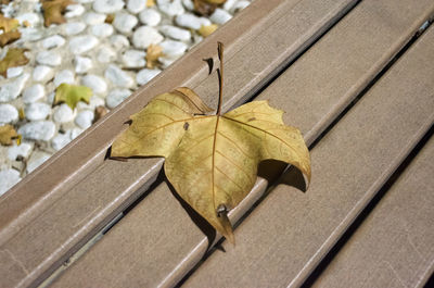 Close-up of autumn leaf