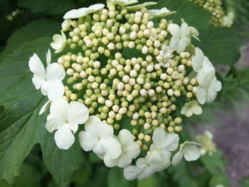 Close-up of white flowers