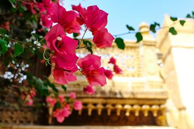 Low angle view of pink flowering plant