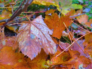 Close-up of maple leaves