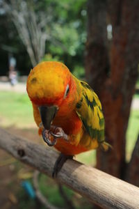 Close-up of parrot perching on tree