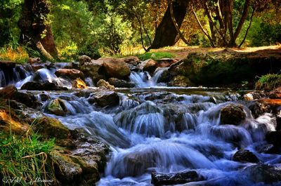 Scenic view of waterfall in forest