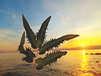 Close-up of plant on beach against sky during sunset