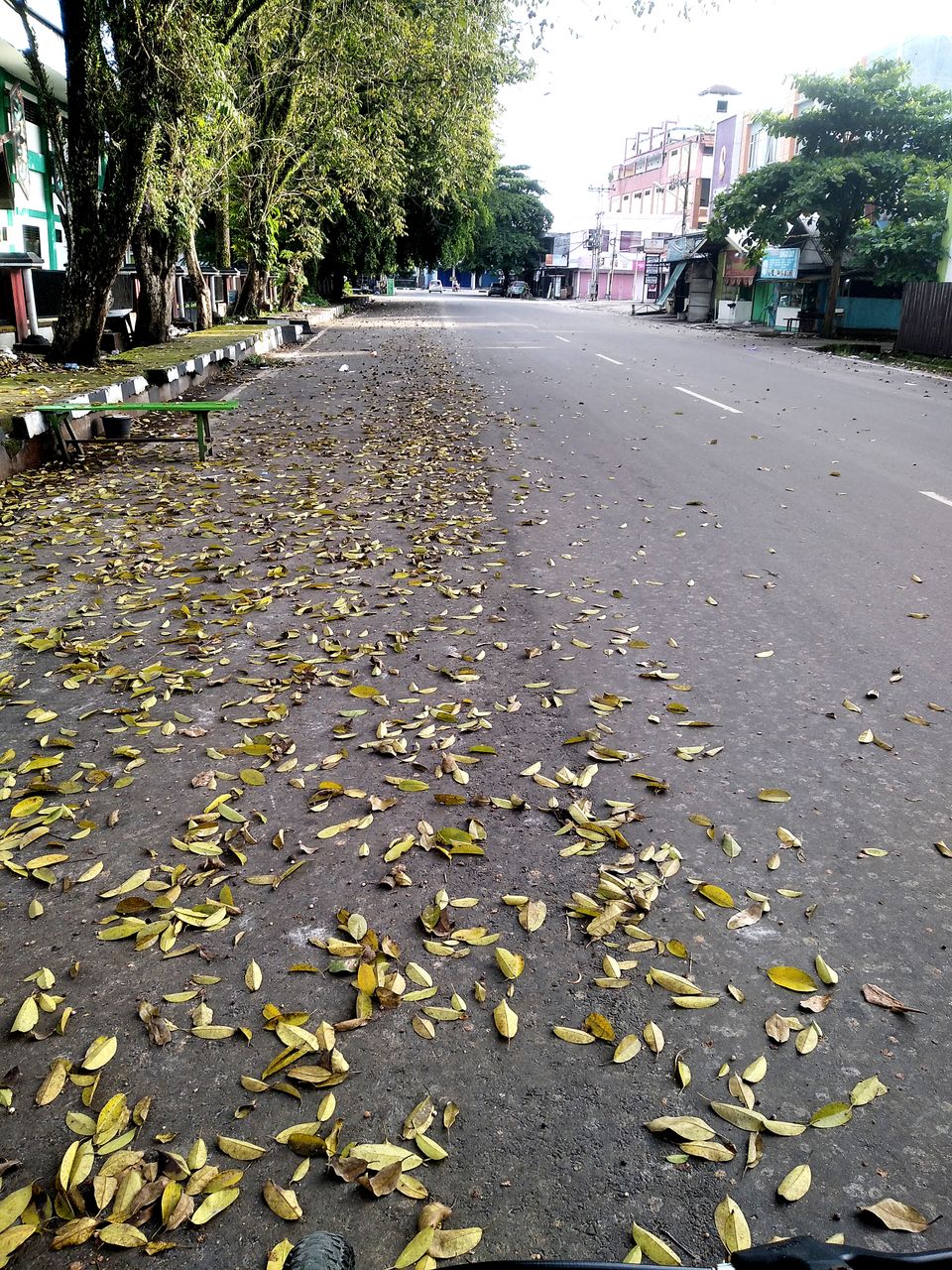 leaf, plant part, city, tree, autumn, street, plant, nature, transportation, road surface, lane, day, road, the way forward, architecture, leaves, falling, asphalt, no people, outdoors, building exterior, footpath, infrastructure, built structure, diminishing perspective, car, mode of transportation, dry, motor vehicle, sidewalk