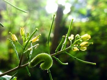 Close-up of fresh green plant