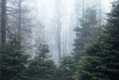 Pine trees in forest