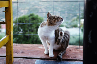 Cat sitting on a window