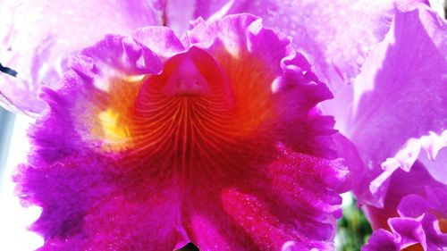 Close-up of pink flower