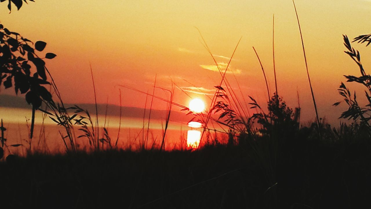 sunset, sun, silhouette, orange color, beauty in nature, tranquility, scenics, tranquil scene, nature, sky, plant, idyllic, growth, sunlight, tree, outdoors, no people, back lit, lens flare, outline