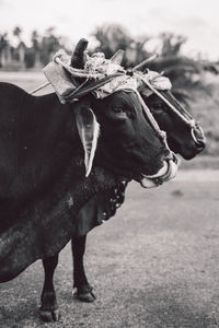 Close-up of cows on field