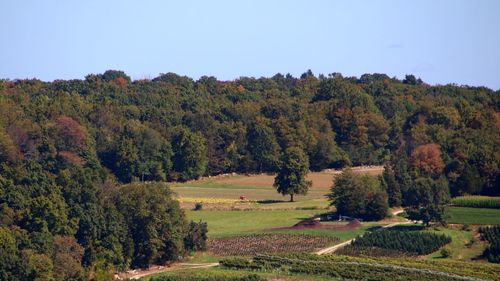 Scenic view of trees on field against sky