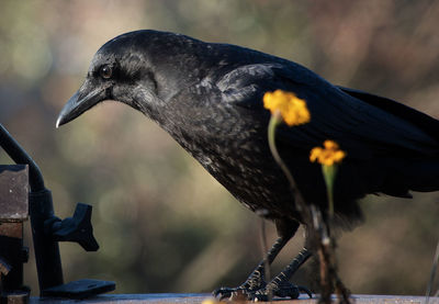 Close-up of bird