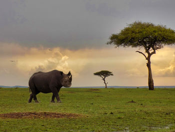 Horse standing in a field