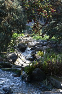 Stream flowing through rocks in forest