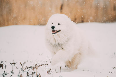 White dog in snow