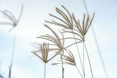 Close-up of palm tree against sky