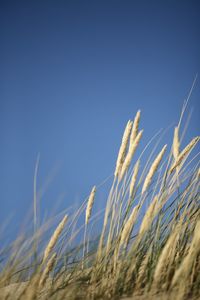 Close-up of stalks in field against clear blue sky