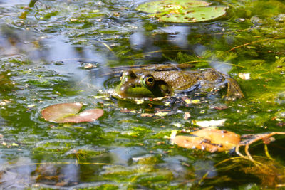 Close-up of turtle in water