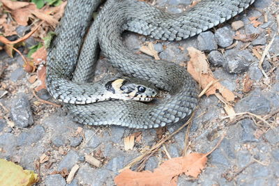 High angle view of lizard on land