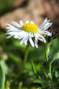 Close-up of white flowering plant