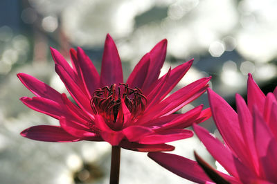 Close-up of insect on pink flower