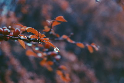 Close-up of plant during autumn