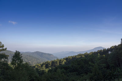 Scenic view of forest against blue sky