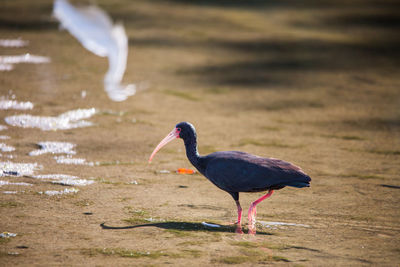 Bird drinking water