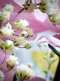 Close-up of pink flowers