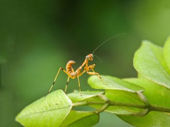 Close-up of insect on leaf