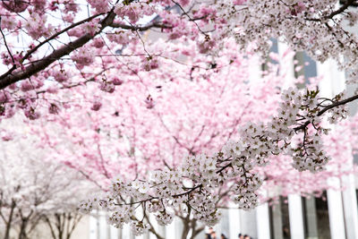 Close-up of pink cherry blossom