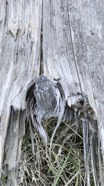 High angle view of tree trunk