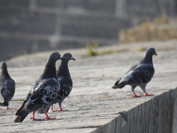 Pigeons perching on footpath