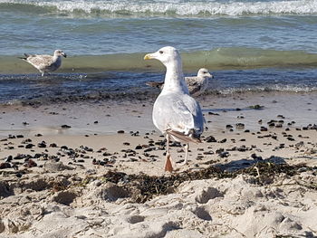 Seagull on beach