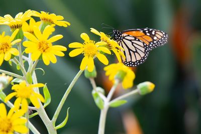 Close-up of butterfly pollinating on flower