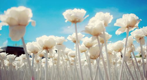 Low angle view of flowers in field against sky