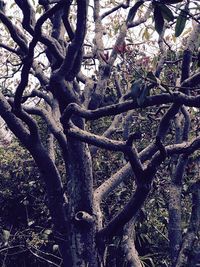 Low angle view of trees