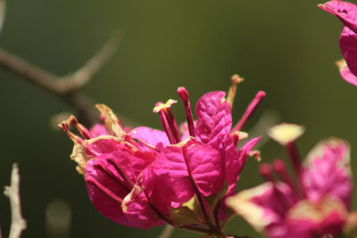 Close-up of pink flowering plant