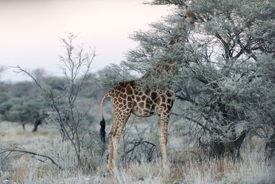 View of an animal on field