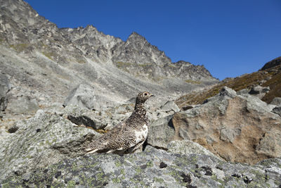 Female rock ptarmigan in spring plumage, talkeetna mountains, alaska