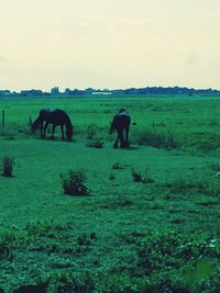 Elephant on field against sky