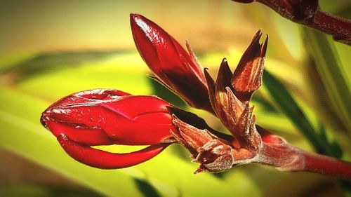 Close-up of red flower