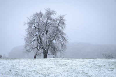 Bare tree on snow covered field against sky