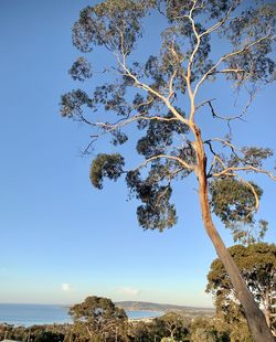 Tree against clear blue sky