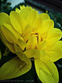 Close-up of insect on yellow flower