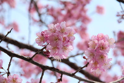 Close-up of pink cherry blossoms in spring