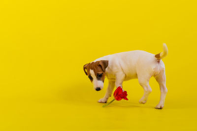 Dogs on yellow background