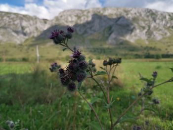 Close-up of flowering plant on field