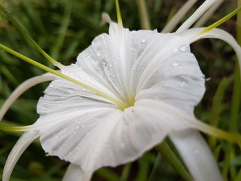 Close-up of wet white day lily blooming outdoors