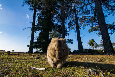 Wombat at maria island, tasmania